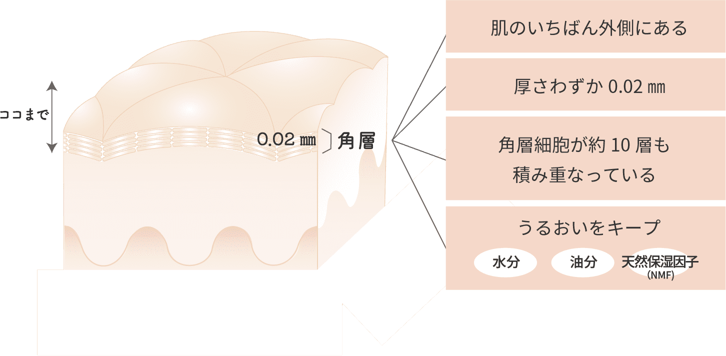 角層の基本情報