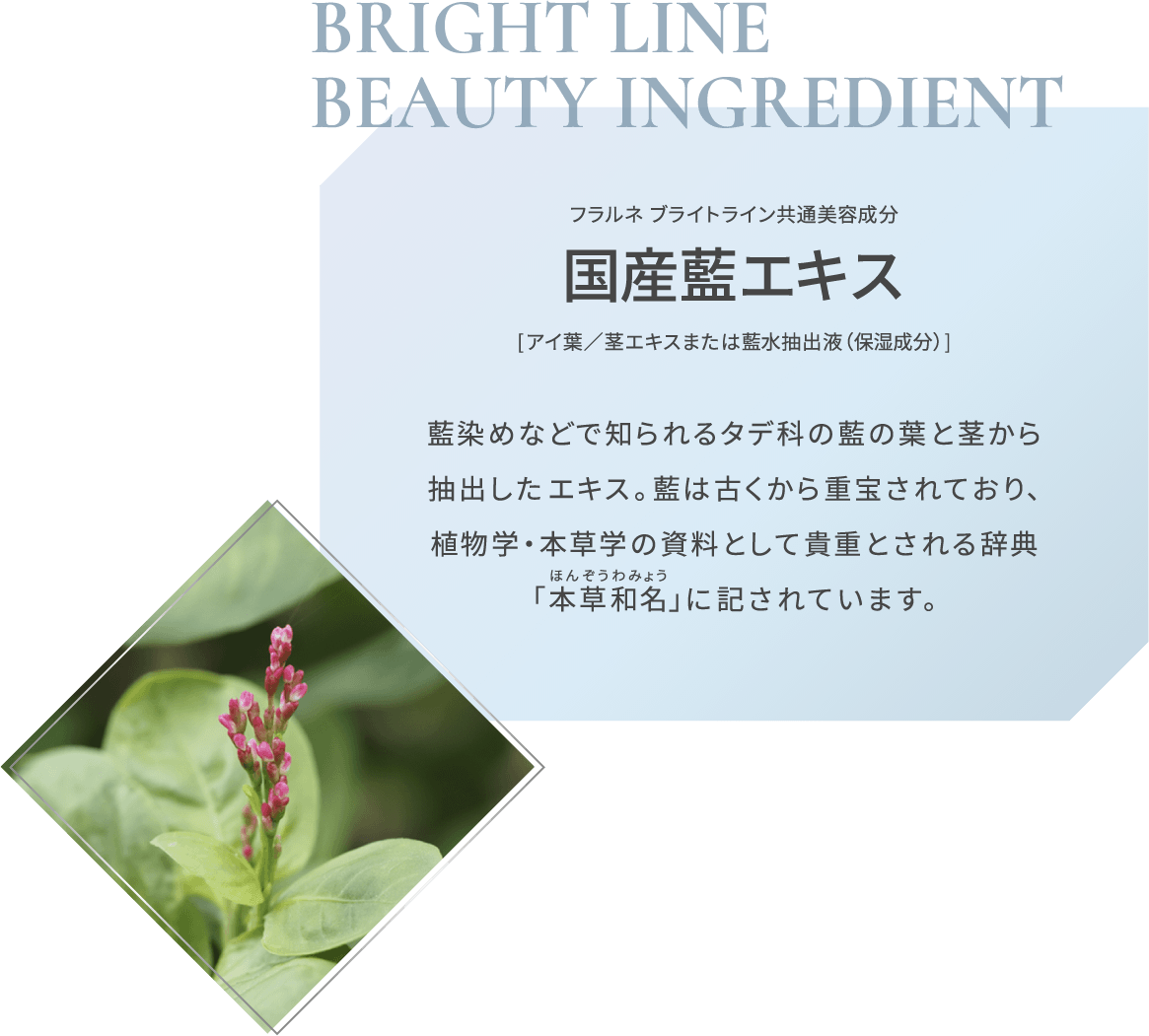BRIGHT LINE BEAUTY INGREDIENT フラルネ ブライトシリーズ共通美容成分 国産藍エキス [アイ葉/茎エキスまたは藍水抽出液（保湿成分）] 藍染めなどで知られるタデ科の藍の葉と茎から抽出したエキス。藍は古くから重宝されており、植物学・本草学の資料として貴重とされる辞典「本草和名」に記されています。