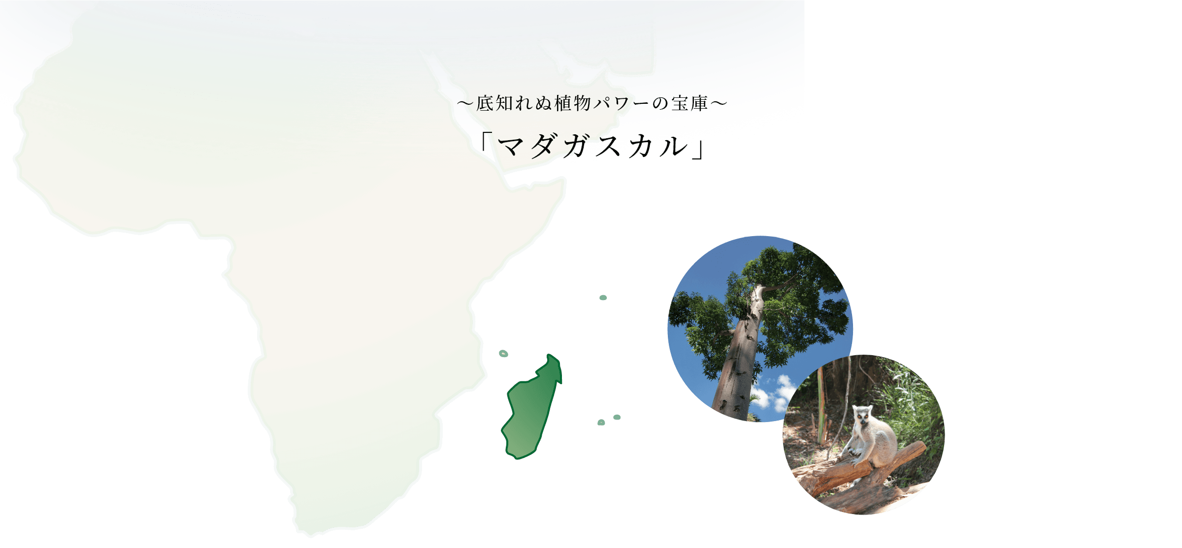 アルビオンエクシア アンベアージュ | ALBION